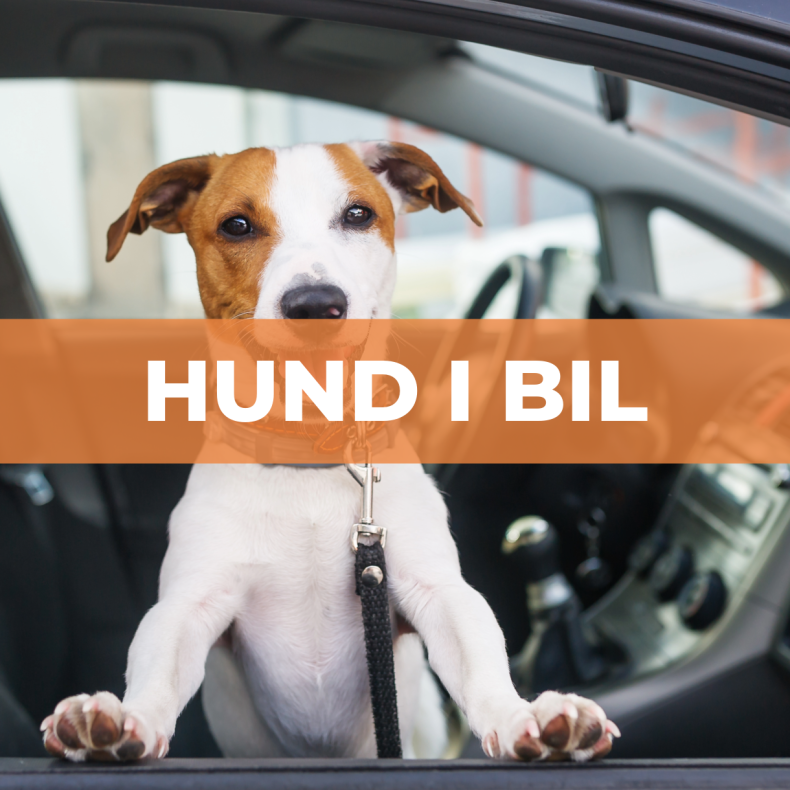 Bil der har k�rt med hund